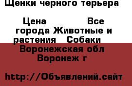 Щенки черного терьера › Цена ­ 35 000 - Все города Животные и растения » Собаки   . Воронежская обл.,Воронеж г.